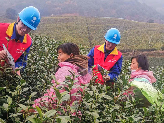 國網(wǎng)寧波市鄞州區(qū)供電公司：早春采茶忙 供電來幫忙