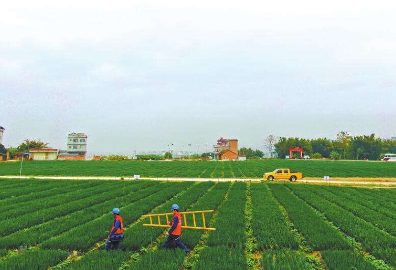 廣西最大秋冬菜種植基地右江河谷“南菜園”里蔥正香 優(yōu)質(zhì)電來助春忙