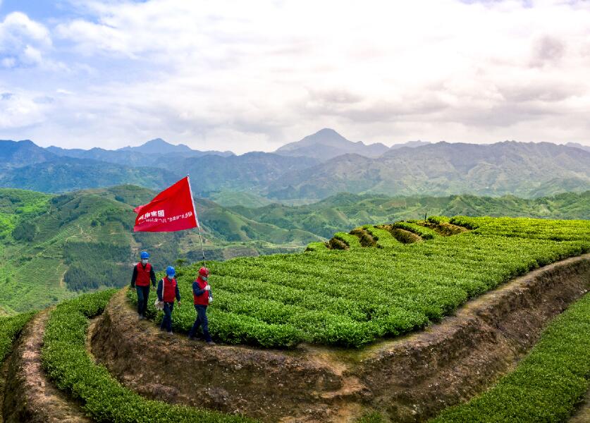 國網(wǎng)安溪縣供電公司保電助農(nóng)忙　春茶“十里香”