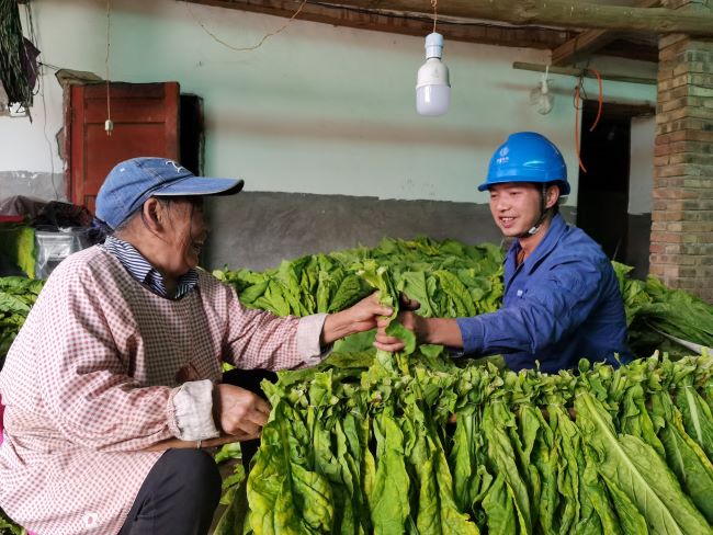 國網會理市供電公司傾情服務 “金葉”生產電無憂