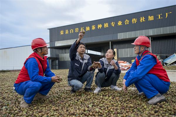 國網榮州供電公司：油茶花開榨油香 電力護航動力足