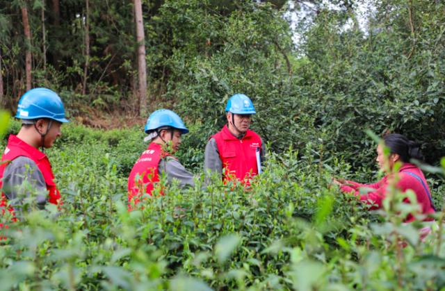 酉陽宜居茶飄香 電力護(hù)航產(chǎn)業(yè)興