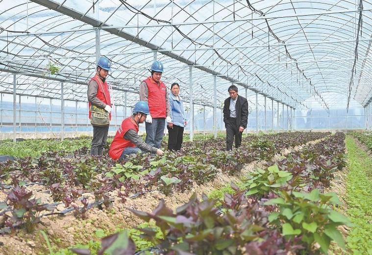 河南息縣：供電服務(wù)貼心，種植紅薯有信心”