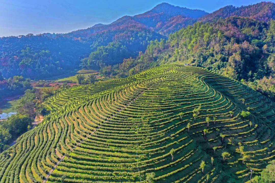 共繪振興好“豐”景 中國海油以行動提升幫扶實效